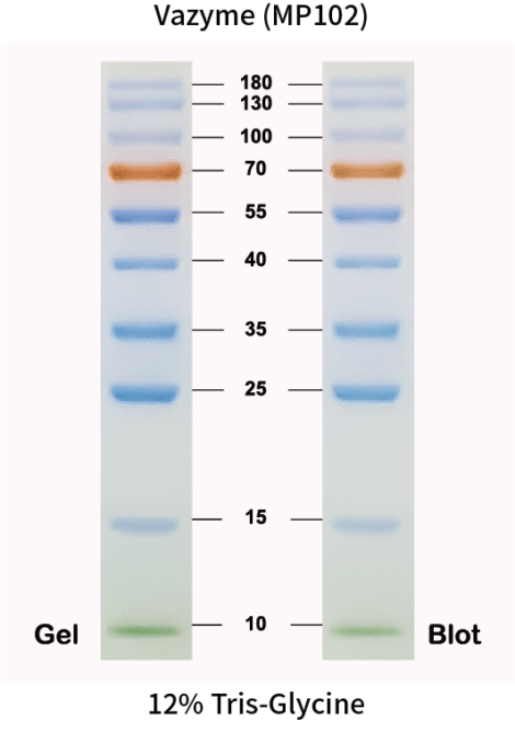 margic protein marker western blot ladder